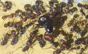 Messor cephalotes Königin mit Hilfsarbeiterinnen.jpg