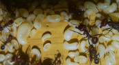 Messor cephalotes Larven -2.jpg