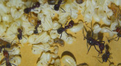 Messor cephalotes Puppen.jpg