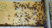 Messor cephalotes eine Nestkammer -1.jpg