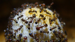 Camponotus singularis zerlegen Hühnerei-.jpg