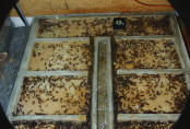 Messor cephalotes im Nest.jpg
