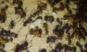 Messor cephalotes Brut _1.jpg