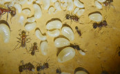 Messor cephalotes Brut _2.jpg