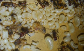 Messor cephalotes Brut.jpg