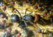 Camponotus singularis Altkönigin
