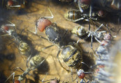 Camponotus singularis flügellose Jungkönigin