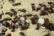 Messor cephalotes Eierpulk _1.jpg