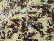 Messor cephalotes Eierpulk.jpg