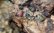 Camponotus singularis Major Arbeiterin