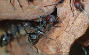 Camponotus singularis mittelgroße Arbeiterin