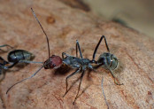 Camponotus singularis normalgroße Arbeiterin