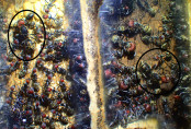 Camponotus singularis mit 2 Königinnen.jpg