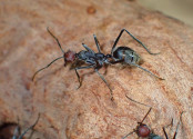 Camponotus singularis Arbeiterin _2.jpg