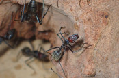 Camponotus singularis Arbeiterin _3.jpg