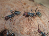 Camponotus singularis Arbeiterin.jpg