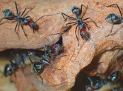 Camponotus singularis Arbeiterinnen.jpg