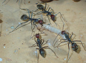 Camponotus singularis erbeuten Mehlkäferlarve.jpg
