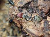 Camponotus singularis Major Arbeiterin.jpg