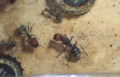 Camponotus singularis Major und Königin.jpg