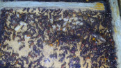 Messor cephalotes Nestkammer 2.jpg