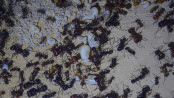 Messor cephalotes Königinnenlarven 3.jpg