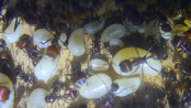 Messor cephalotes Königinnenlarven 4.jpg
