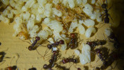 Messor cephalotes Puppen 1.jpg