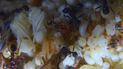 Messor cephalotes Puppen 2.jpg