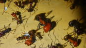 Messor cephalotes Arbeiterinnen.jpg