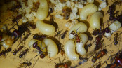 Messor cephalotes Königinnenlarven.jpg