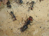Camponotus singularis Jungkönigin in der Arena 2.jpg