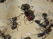 Camponotus singularis Jungkönigin in der Arena.jpg