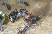 Camponotus singularis Jungkönigin auf Futtersuche 1.jpg