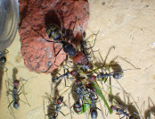 Camponotus singularis Jungkönigin auf Futtersuche 2.jpg