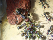 Camponotus singularis Jungkönigin auf Futtersuche 3.jpg