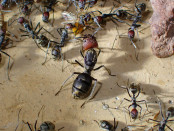 Camponotus singularis Jungkönigin auf Futtersuche.jpg