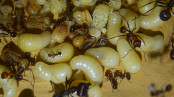 Messor cephalotes Köninnen Larven 1.jpg