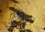 Messor cephalotes zerlegen Fliege.jpg