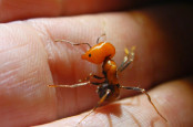 Messor cephalotes Major beißt in Finger.jpg