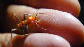 Messor cephalotes Major beißt in Finger 1.jpg