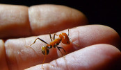 Messor cephalotes Major beißt in Finger 2.jpg