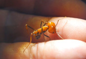 Messor cephalotes Major beißt in Finger 3.jpg