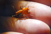 Messor cephalotes Major beißt in Finger 4.jpg