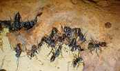 Camponotus singularis  Arbeiterinen.jpg