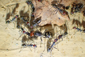 Camponotus singularis  Königin 1.jpg