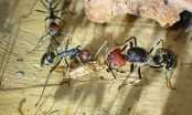 Camponotus singularis  Königin 2.jpg