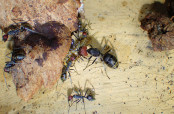 Camponotus singularis  Königin.jpg