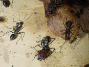 Camponotus singularis Major Arbeiterin 1.jpg