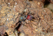 Camponotus singularis Major Arbeiterin.jpg